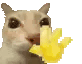 dosehiii